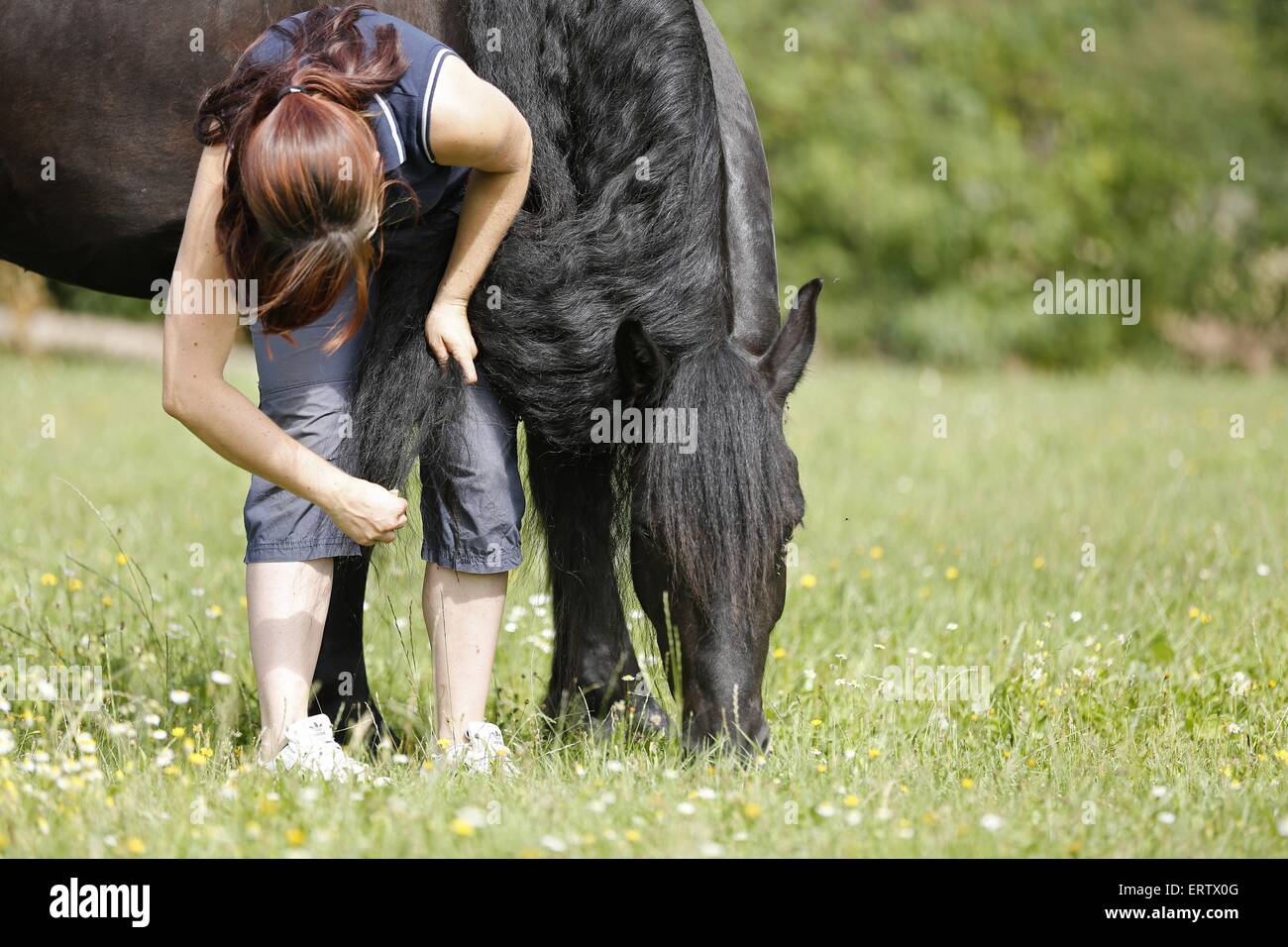 Cheval frison de pâturage Banque D'Images