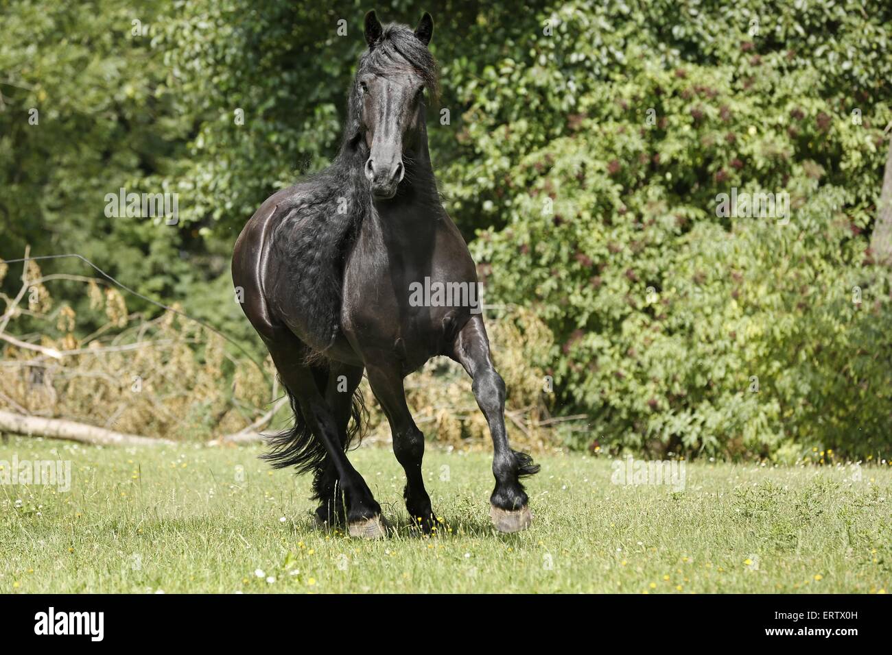 Trotting Cheval Frison Banque D'Images