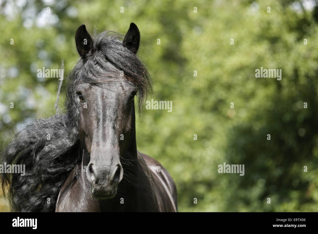 Portrait cheval frison Banque D'Images