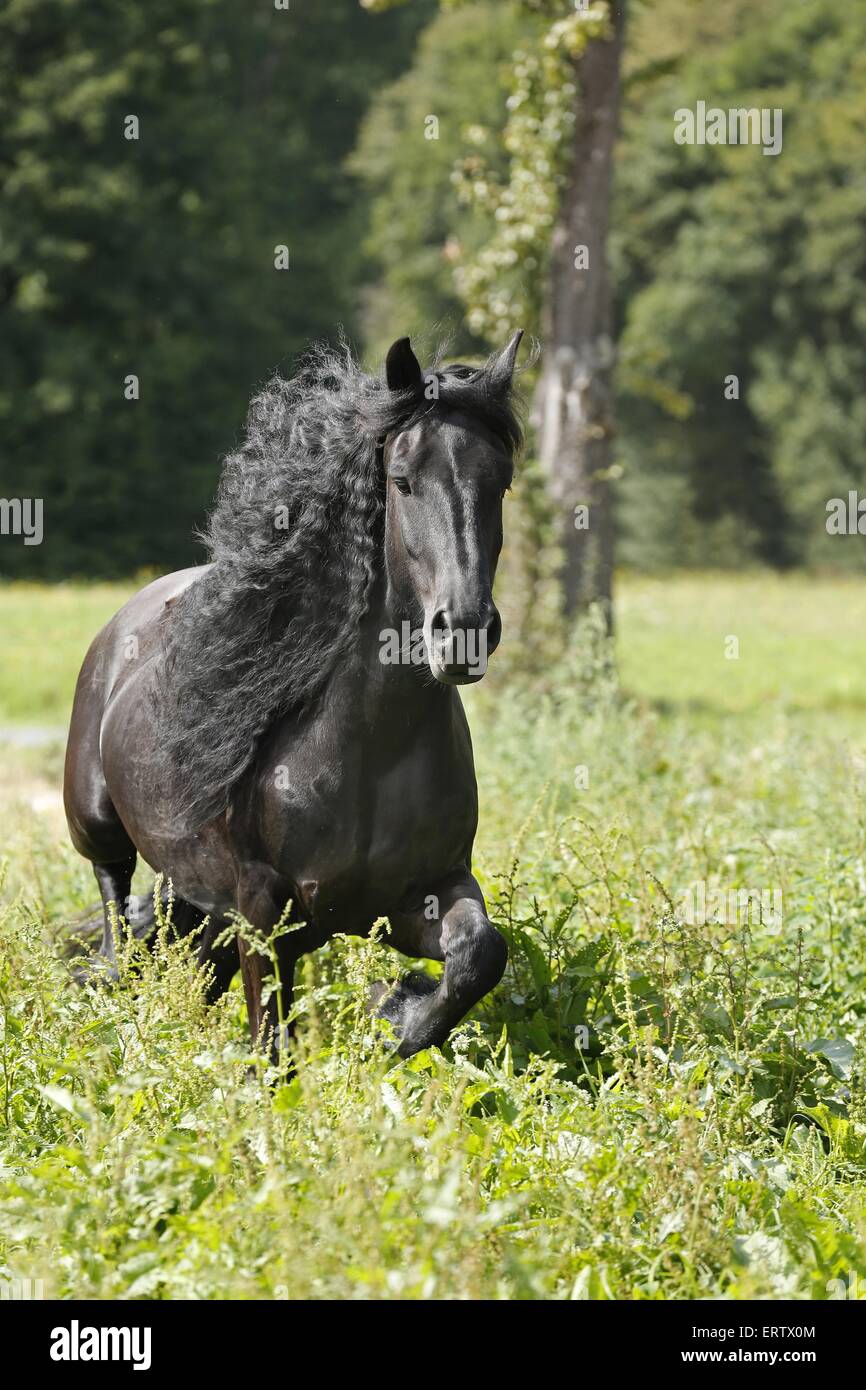Trotting Cheval Frison Banque D'Images
