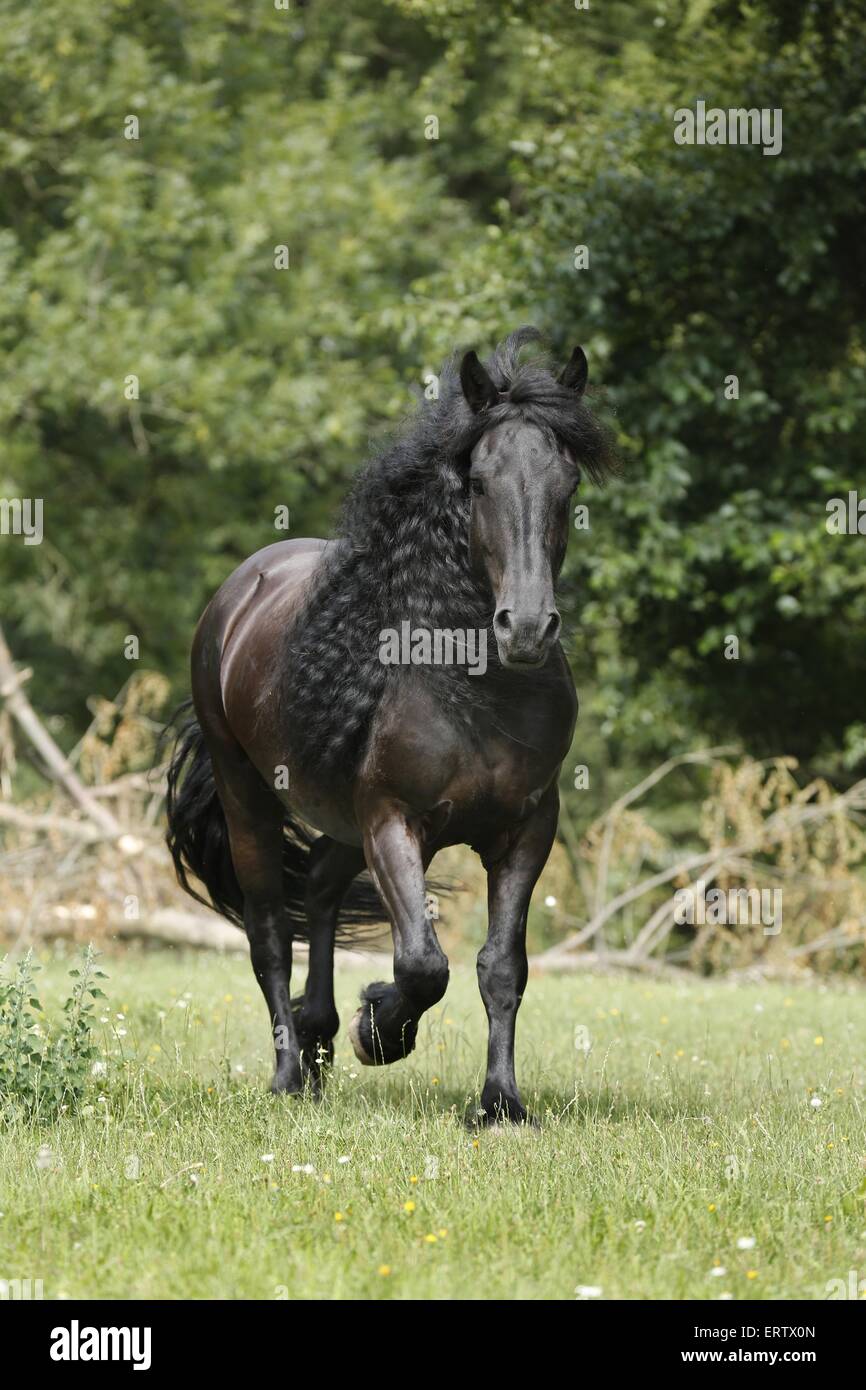 Trotting Cheval Frison Banque D'Images