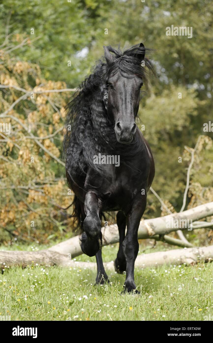 Trotting Cheval Frison Banque D'Images