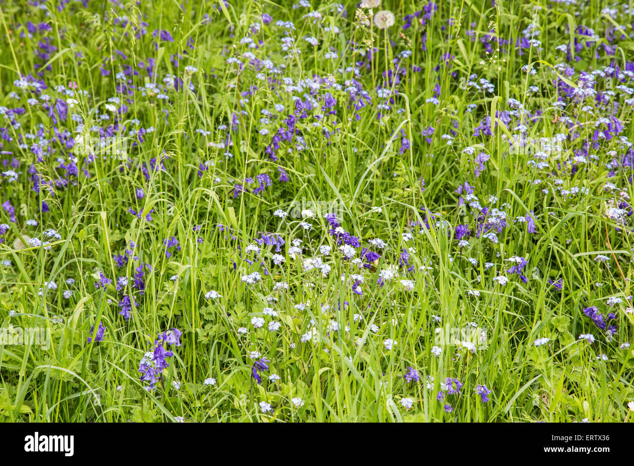 Jacinthes et forget-me-not fleurs, England, UK Banque D'Images