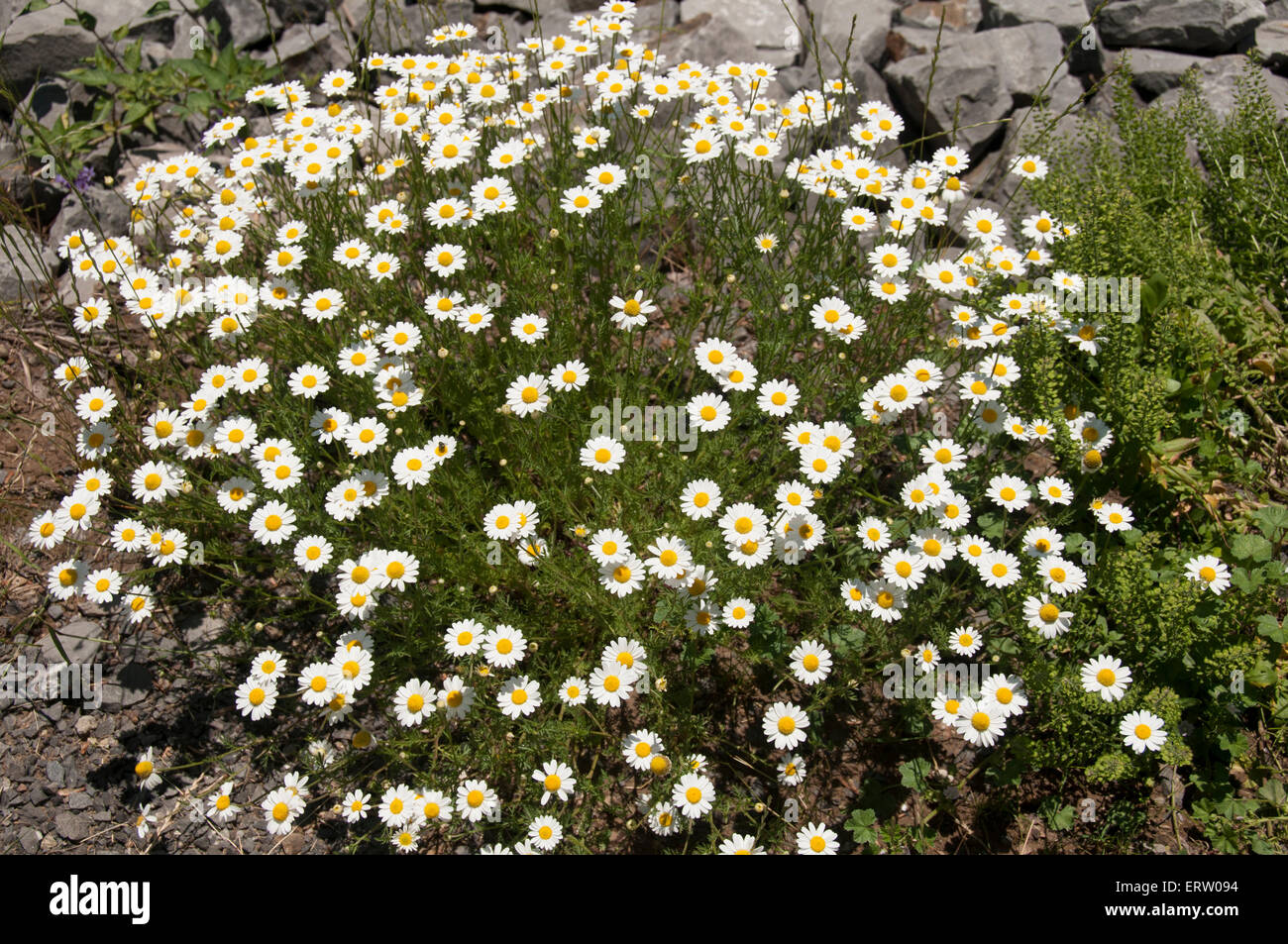 La plantation de marguerites circulaire. Banque D'Images