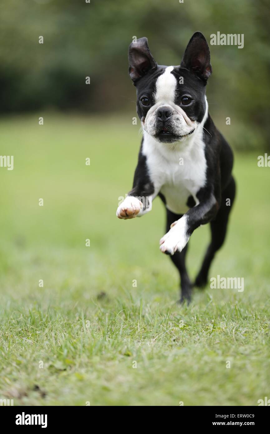 L'exécution de Boston Terrier Banque D'Images