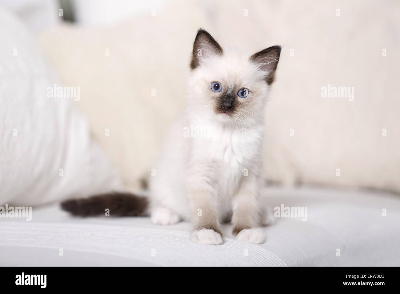 Chaton Ragdoll Banque D'Images