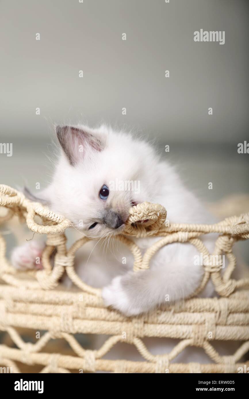 Chaton Ragdoll Banque D'Images