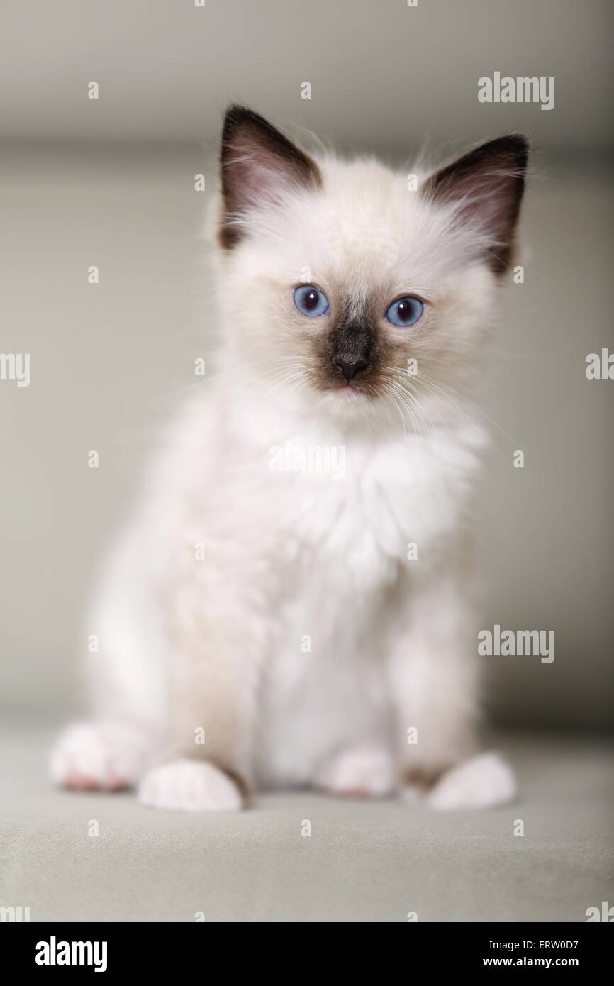 Ragdoll Bebe Chat Banque De Photographies Et D Images A Haute Resolution Alamy
