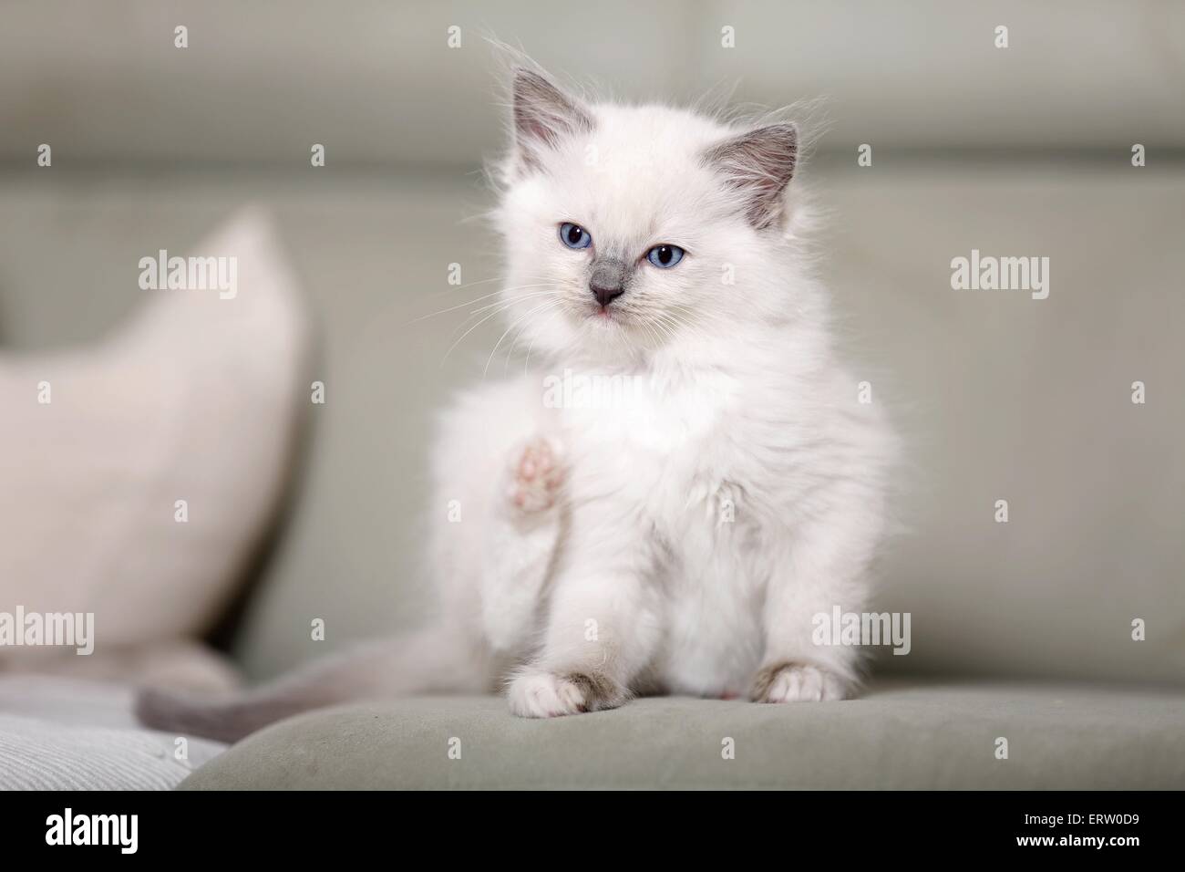 Chaton Ragdoll Banque D'Images