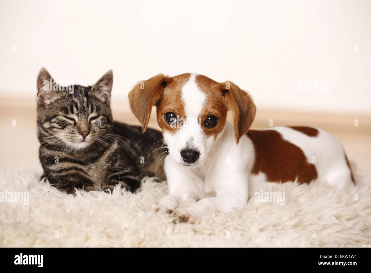 chiens et chats Banque D'Images