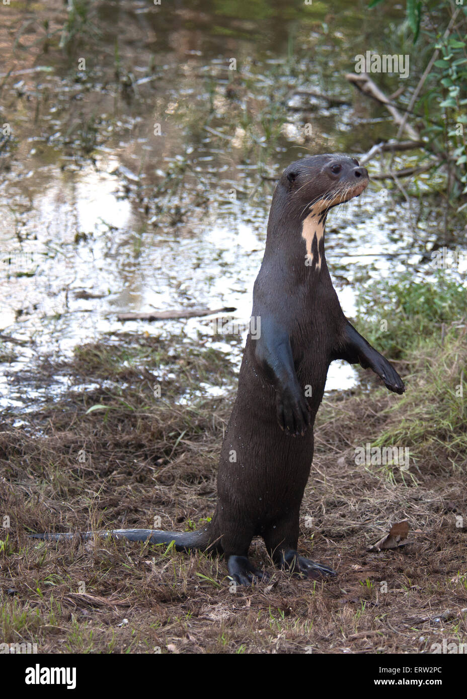 Loutre géante au Guyana Banque D'Images