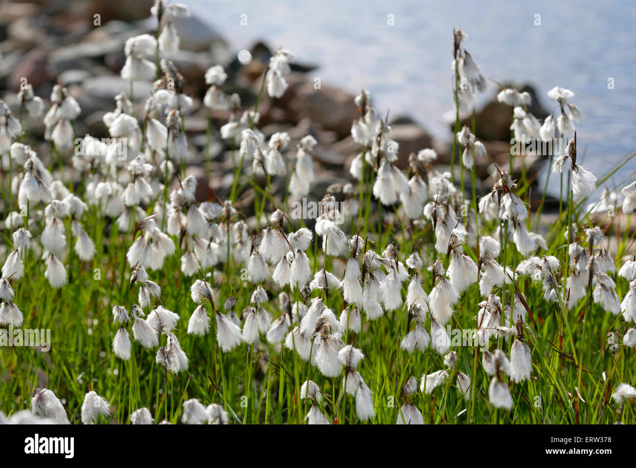 Fleurs sauvages, feuilles étroites linaigrette (Eriophorum angustifolium ) Banque D'Images