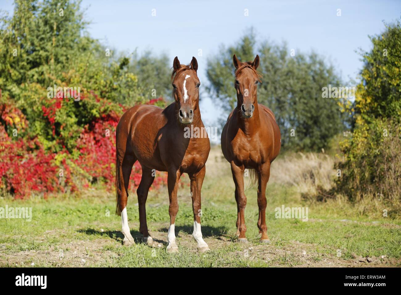 chevaux Banque D'Images