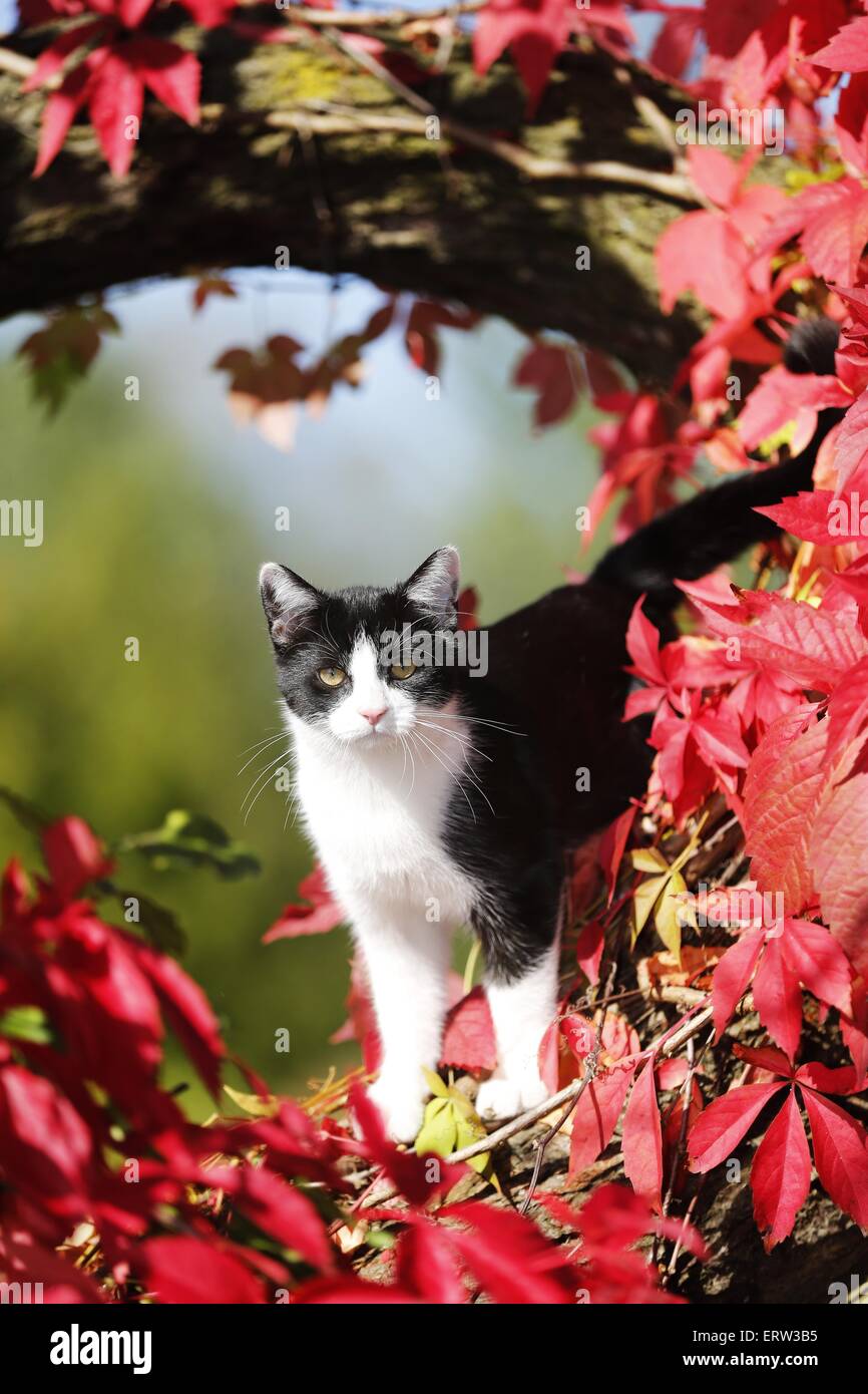 jeune chat Banque D'Images