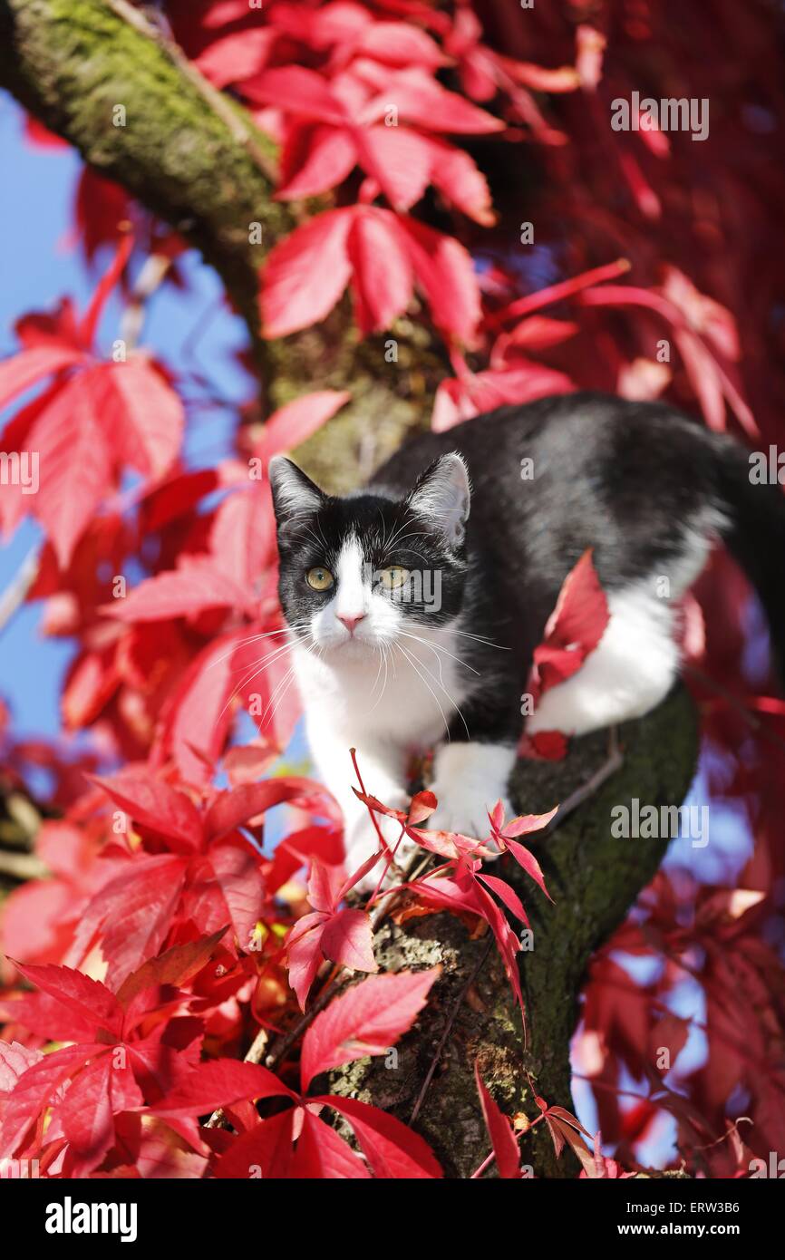 jeune chat Banque D'Images