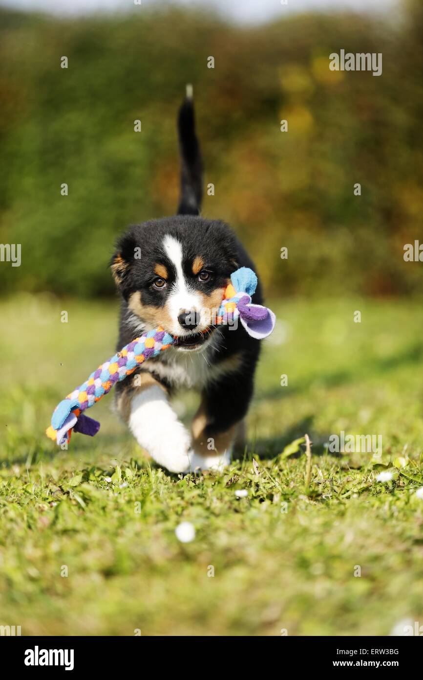 Chiot berger australien Banque D'Images