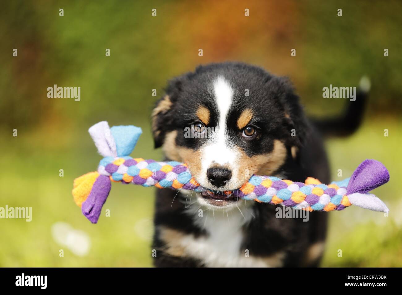 Chiot berger australien Banque D'Images