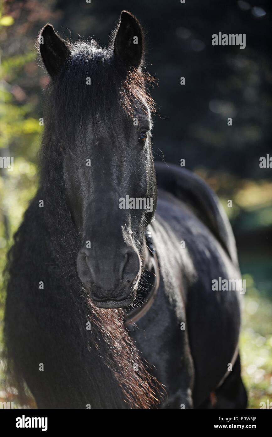 Portrait cheval frison Banque D'Images