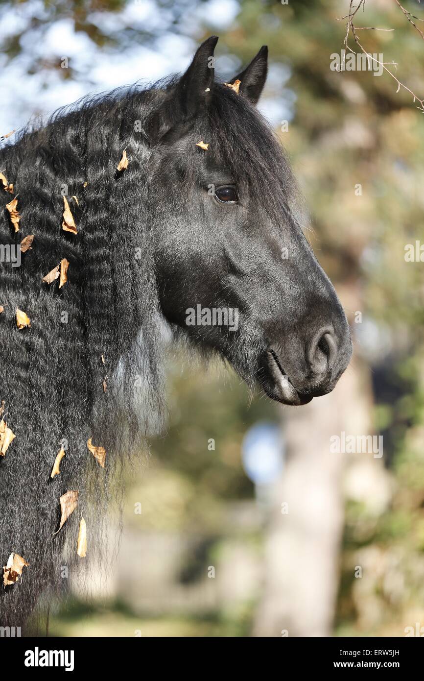 Portrait cheval frison Banque D'Images