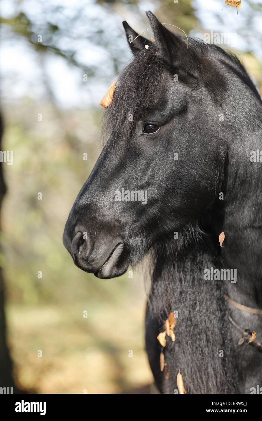 Portrait cheval frison Banque D'Images