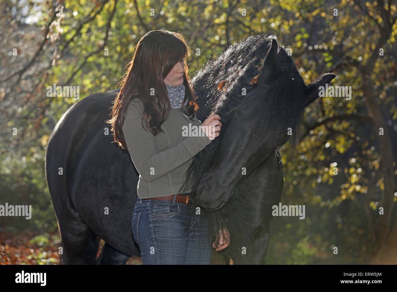 Portrait cheval frison Banque D'Images