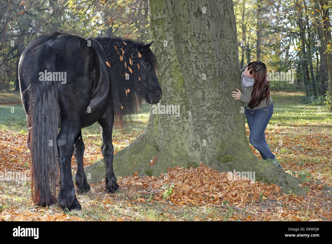 Femme et cheval Frison Banque D'Images