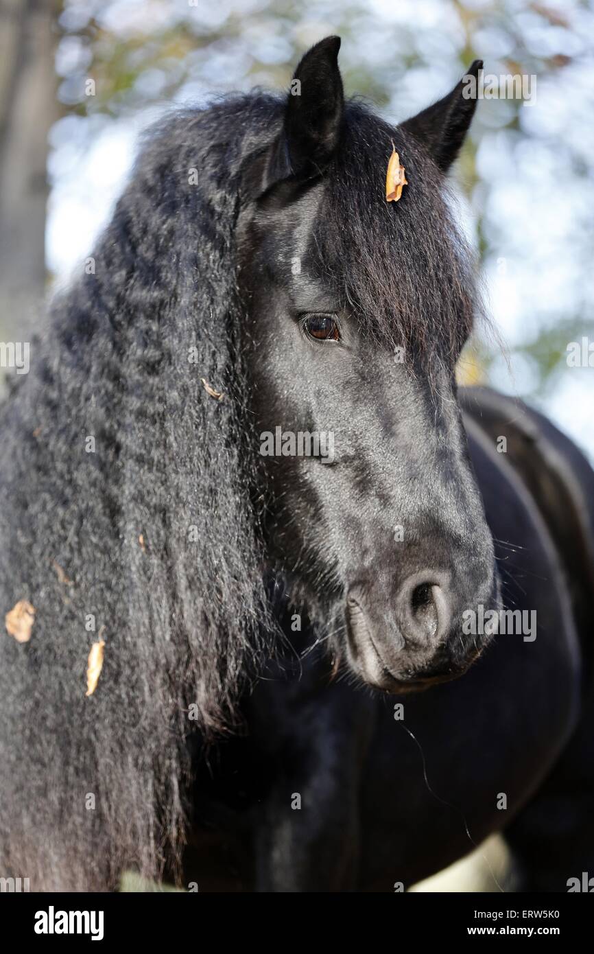 Portrait cheval frison Banque D'Images