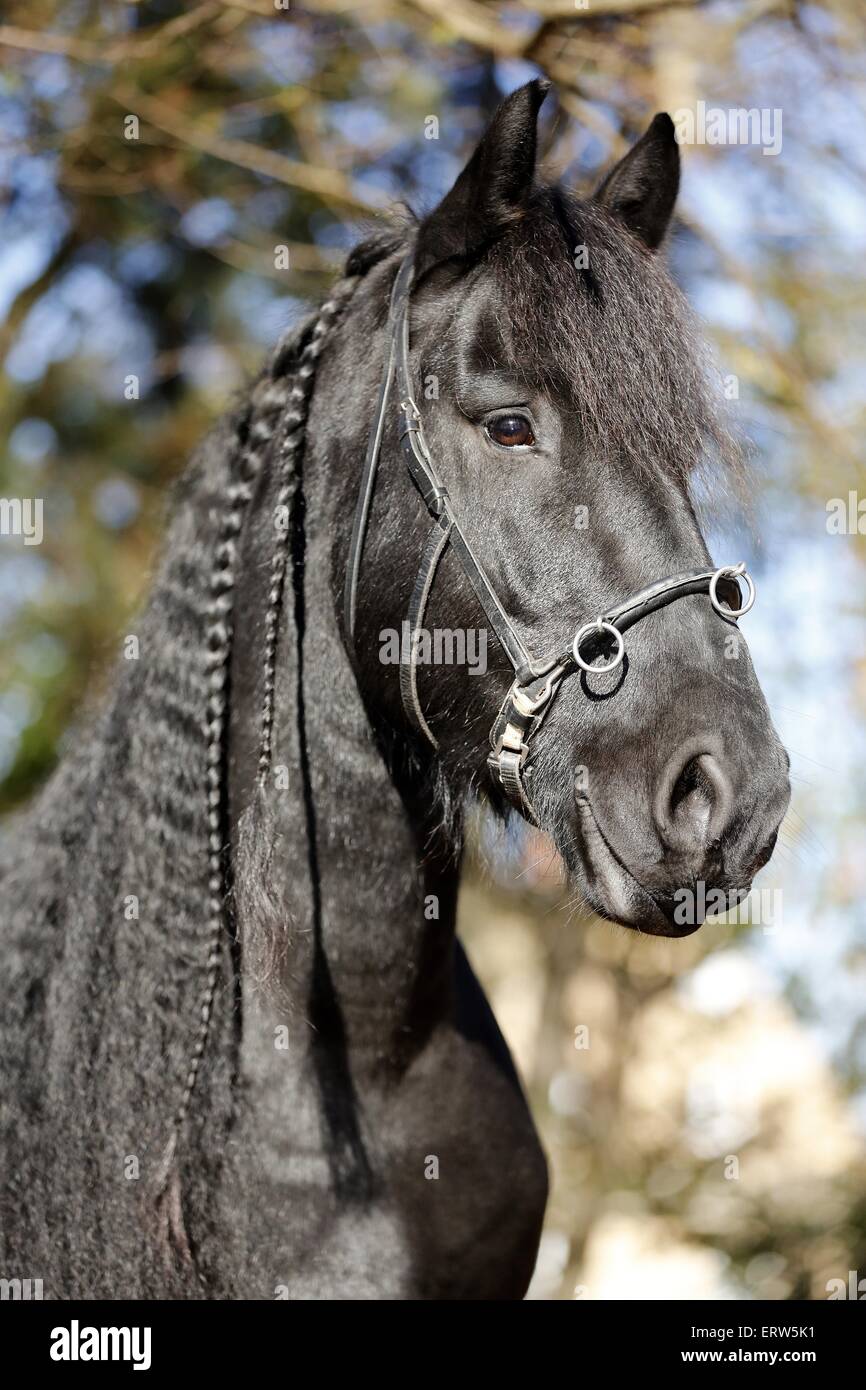 Portrait cheval frison Banque D'Images