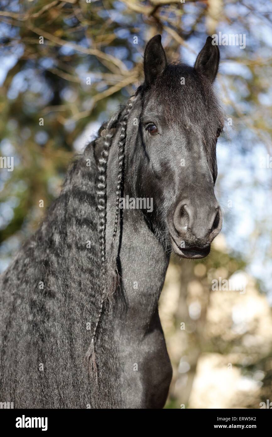 Portrait cheval frison Banque D'Images