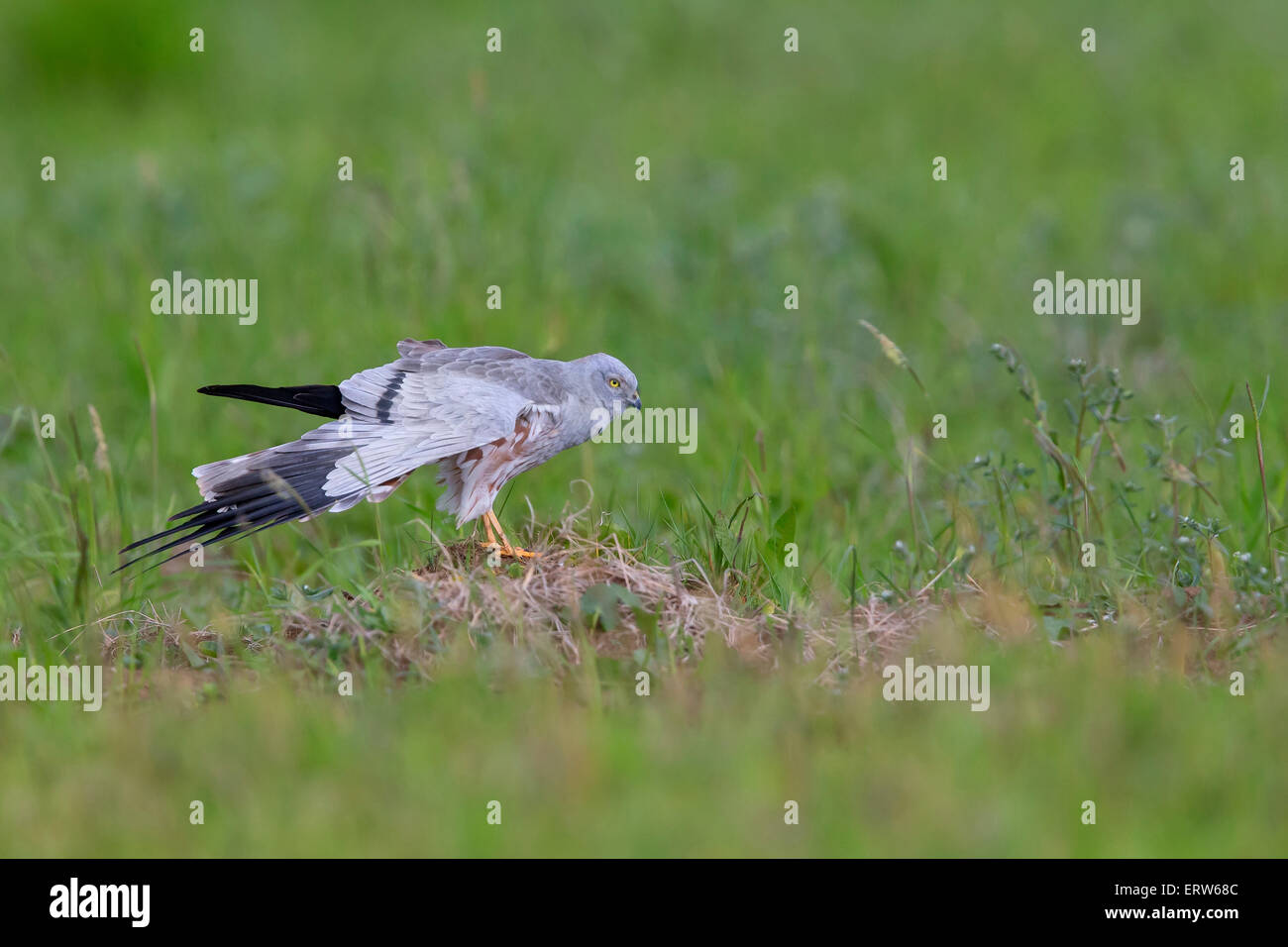 Montagu's Harrier Banque D'Images Montagu's Harrier Banque D'Images