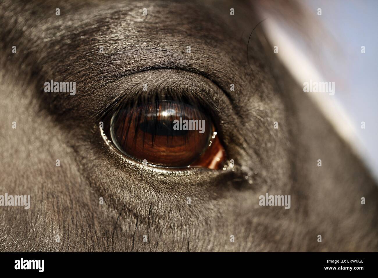 oeil de cheval Banque D'Images