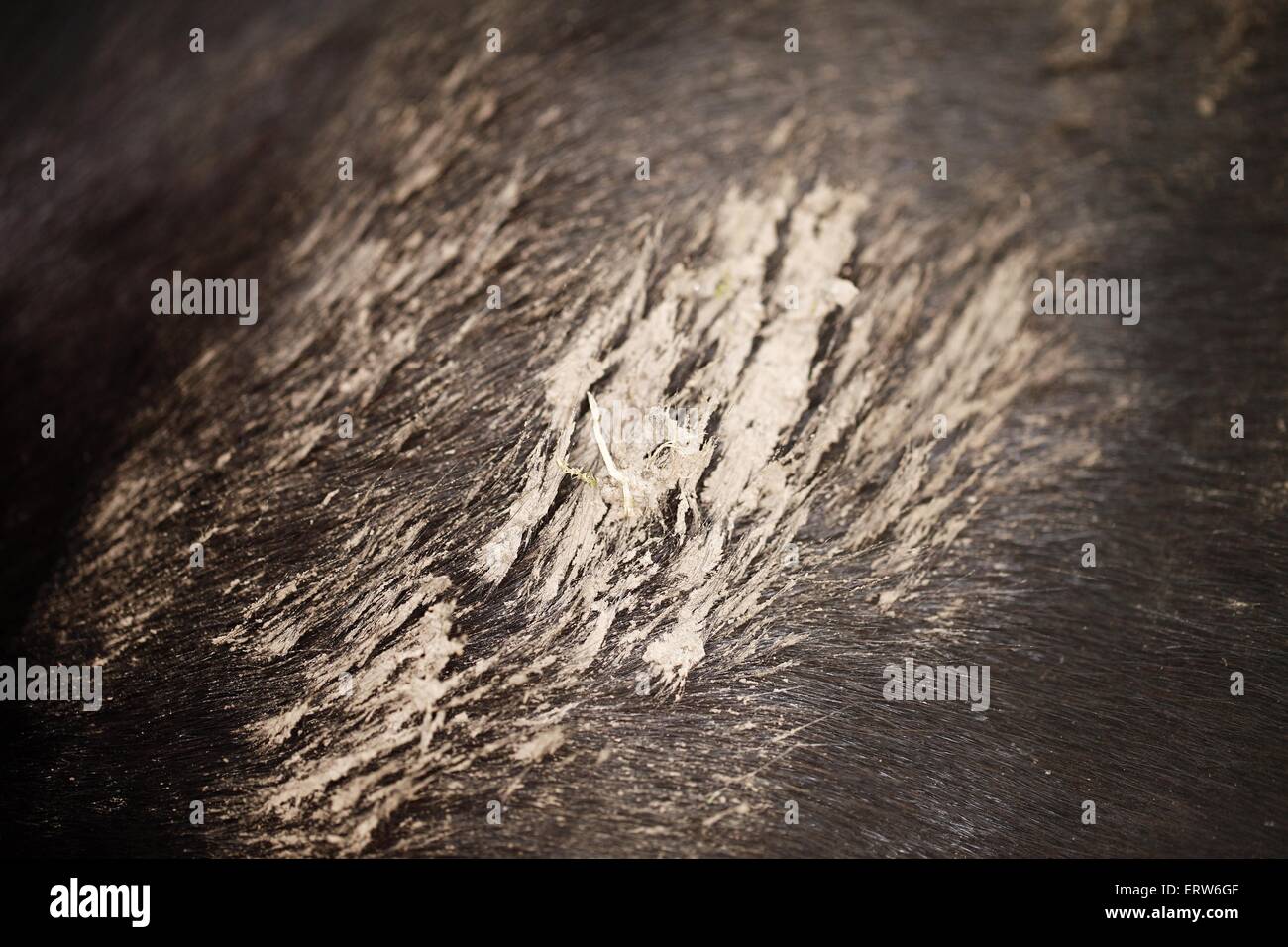 horse sale Banque D'Images