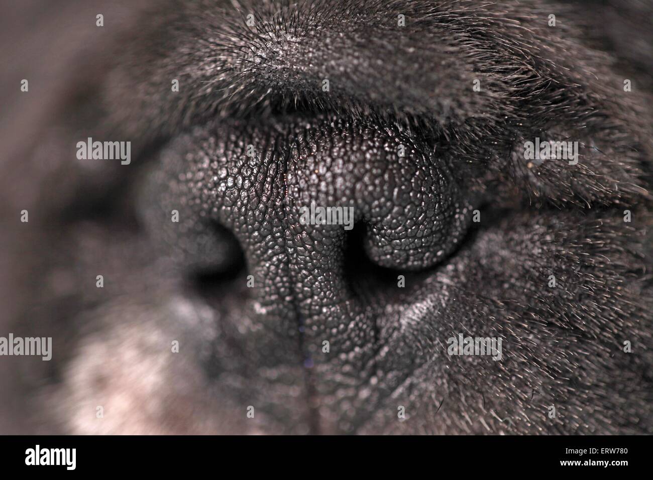 bouledogue-fran-ais-bring-fonc-banque-de-photographies-et-d-images