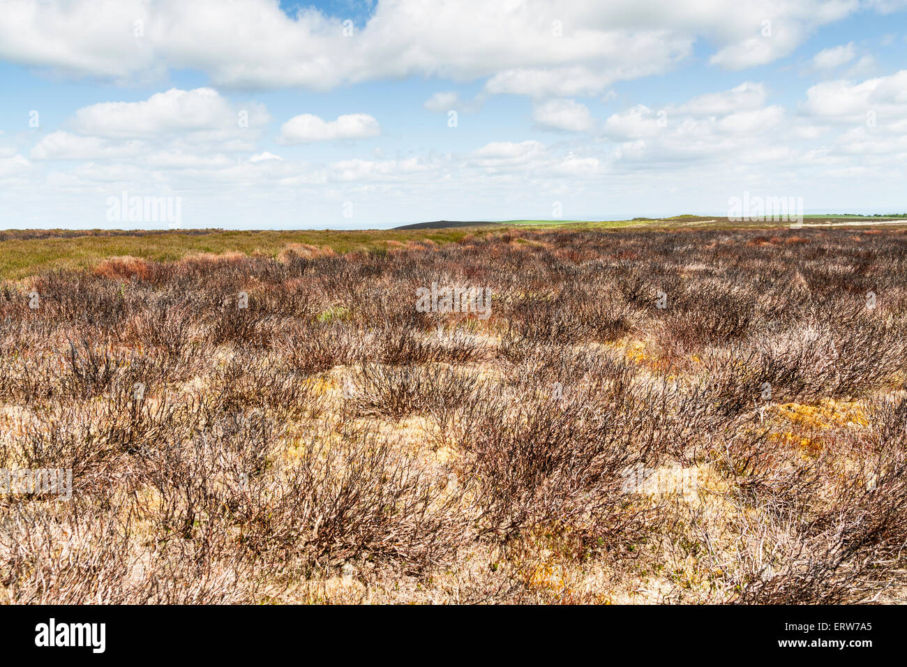 Heather brûlés, une partie de la gestion des terres et de conservation le long Mynd Banque D'Images