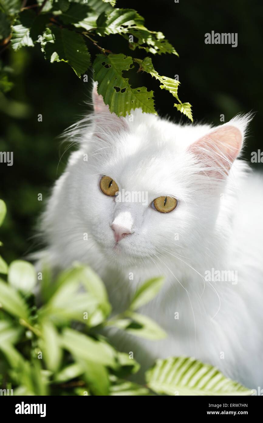 Portrait d'un chat sibérien Banque D'Images