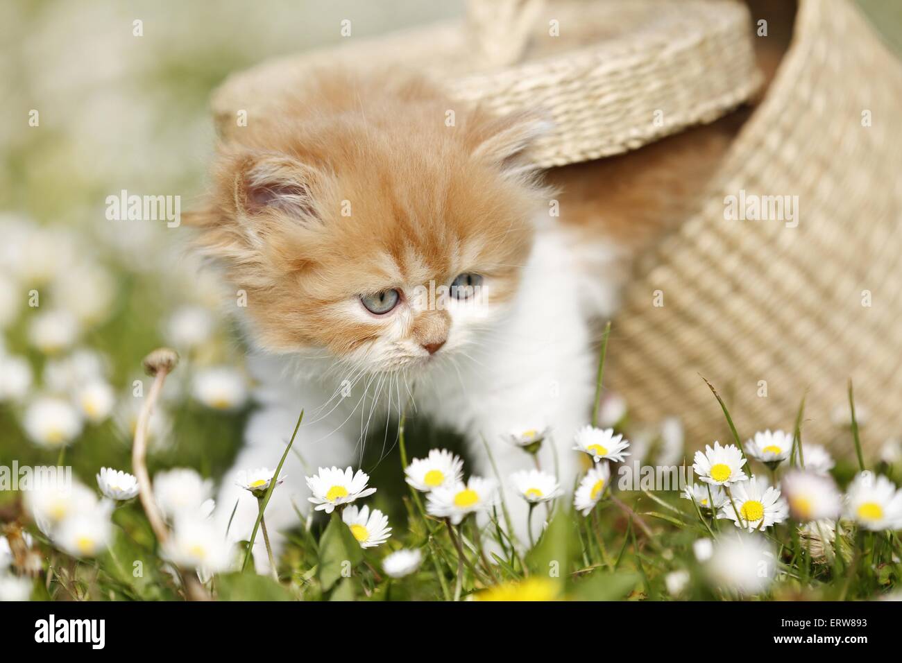 Highlander chaton sur flower meadow Banque D'Images