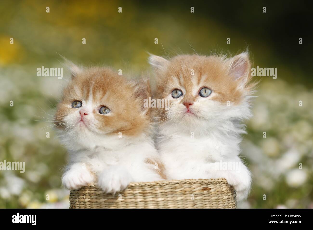 Highlander chaton sur flower meadow Banque D'Images