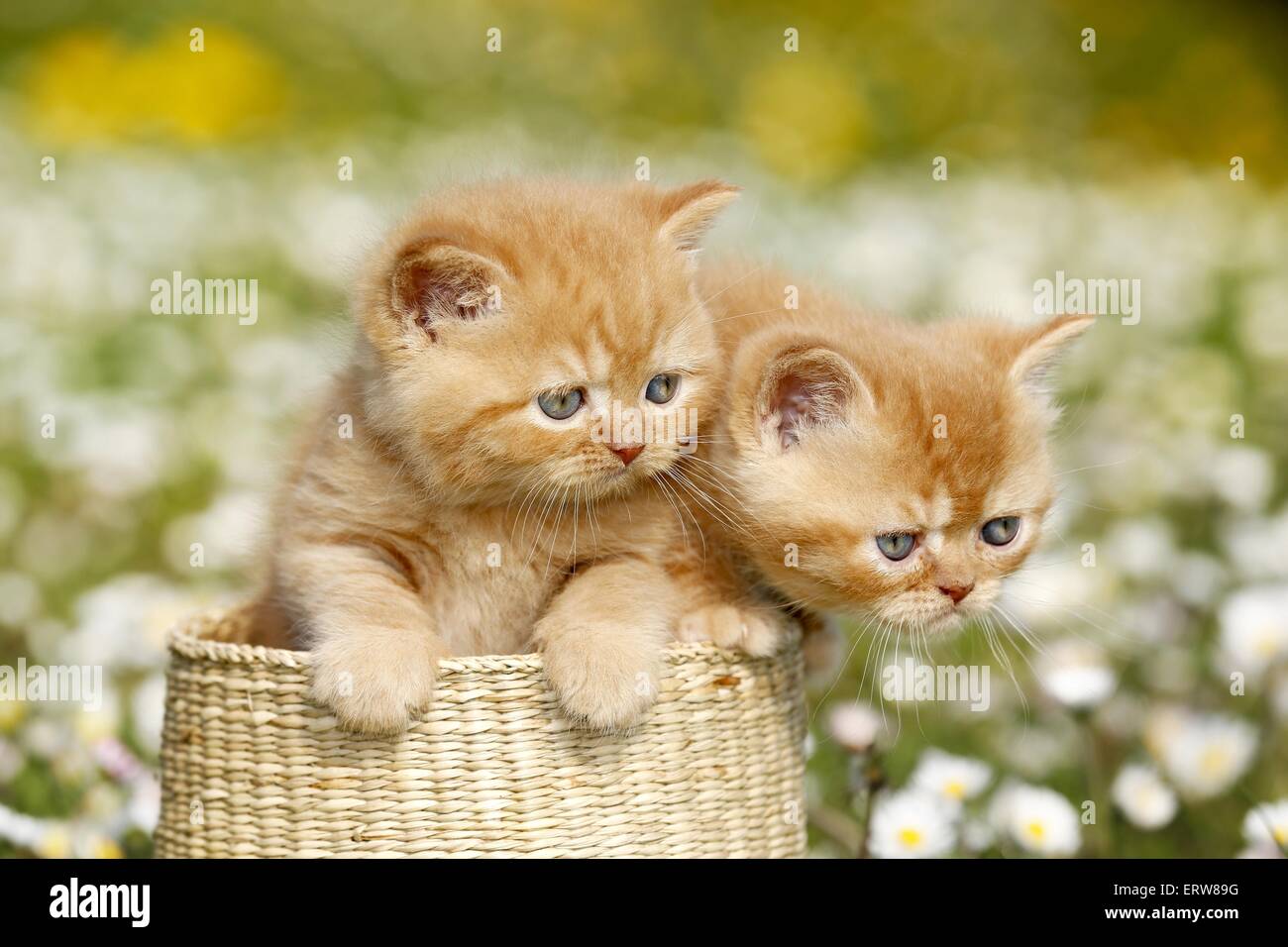 Chaton British Shortair sur flower meadow Banque D'Images