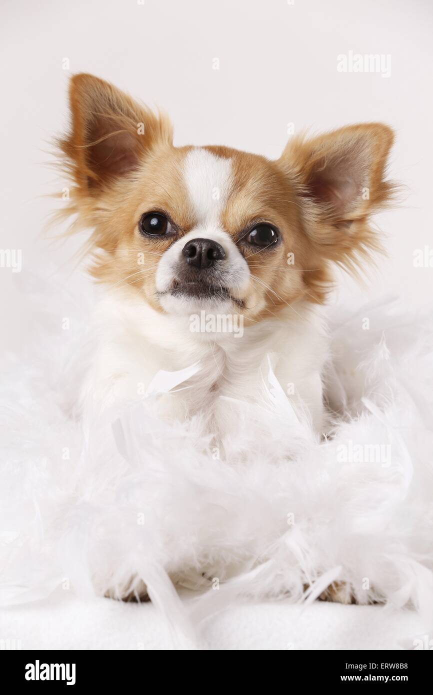 Chihuahua avec plume boa Banque D'Images