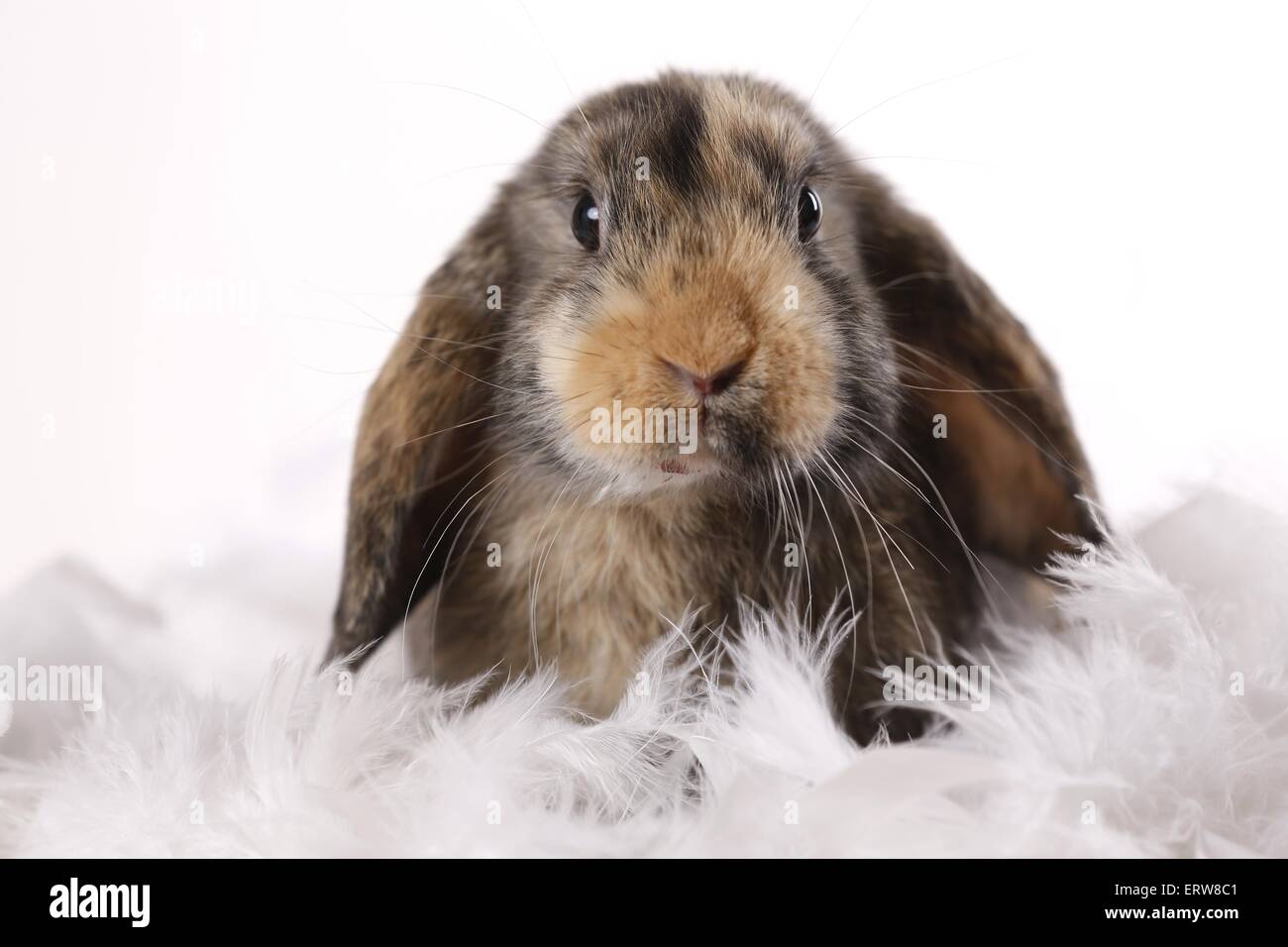 Lopkin Rabbit Lop rabbit Banque de photographies et d’images à haute résolution - Alamy