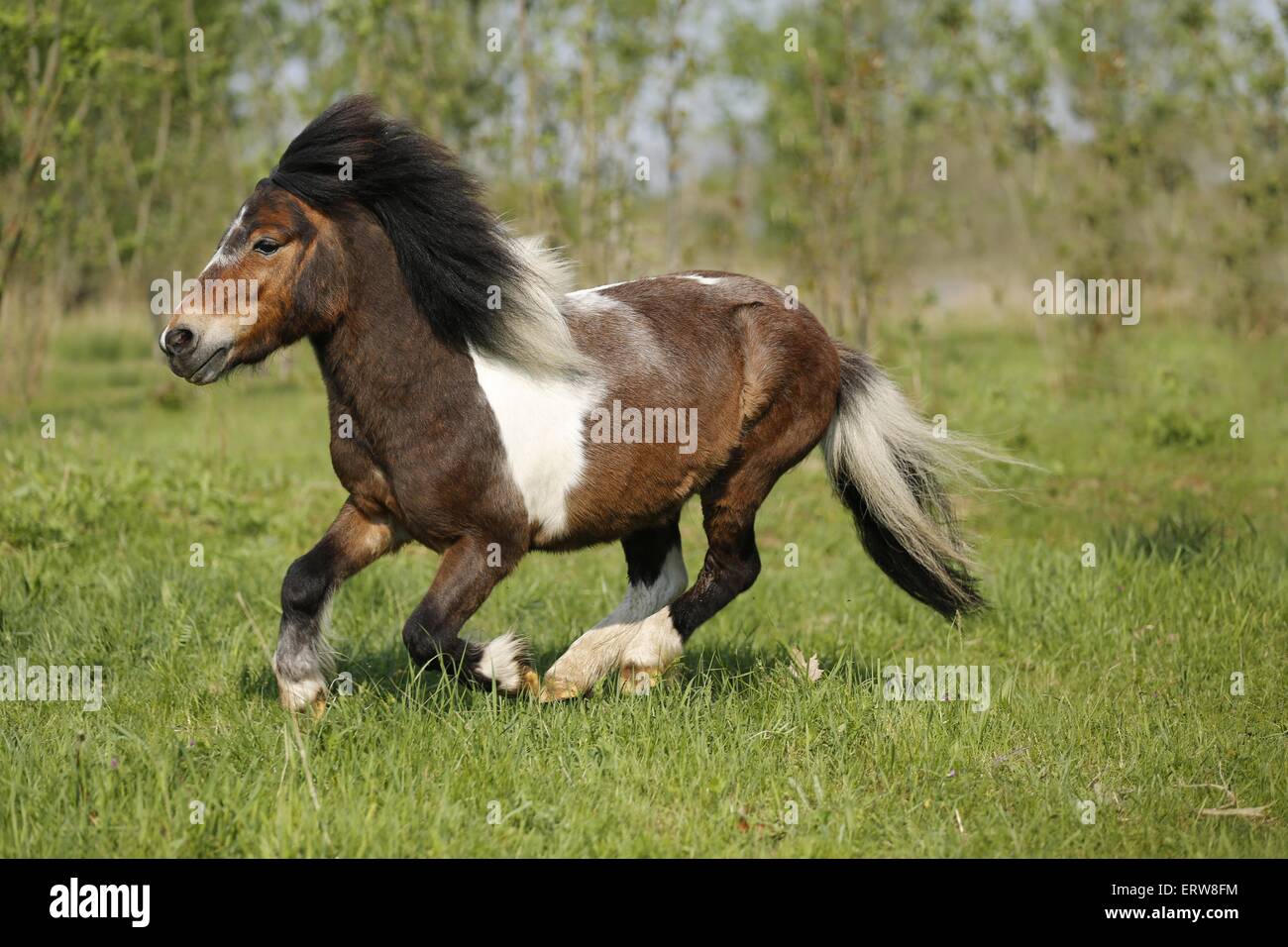 L'exécution de poney Shetland Banque D'Images