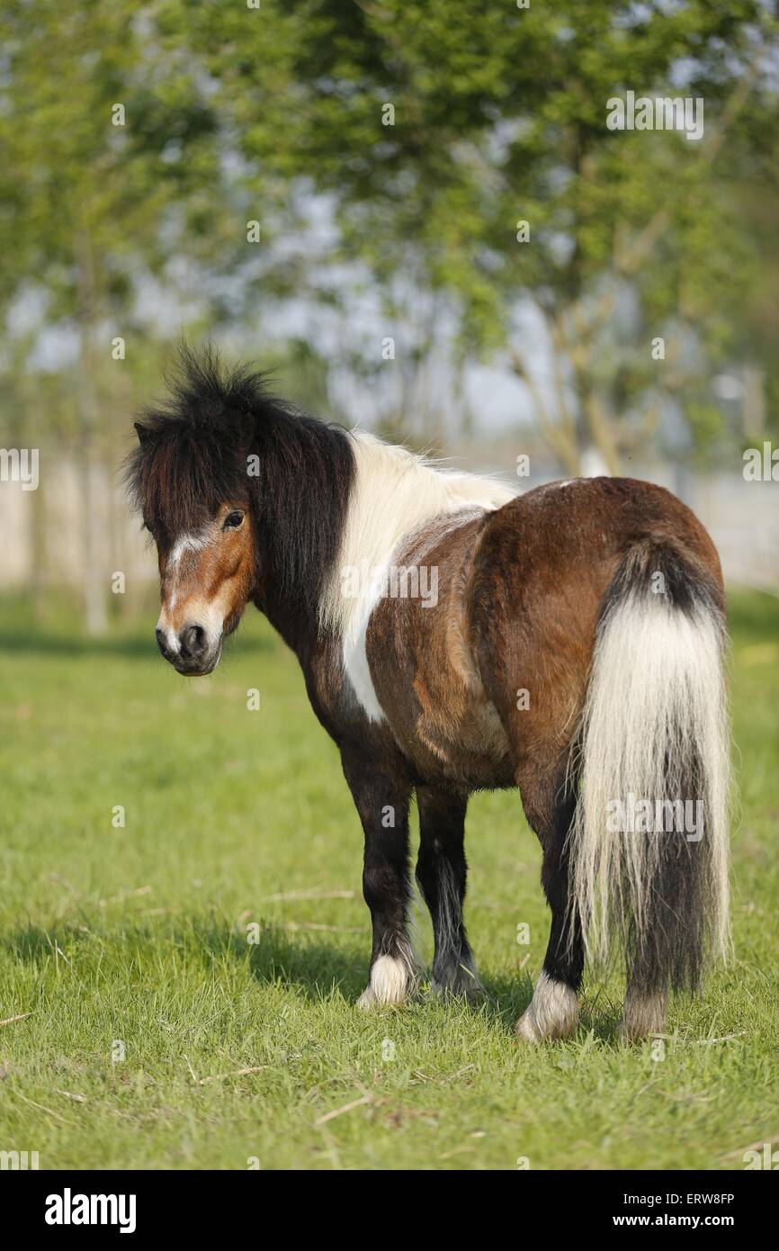 Poney Shetland on meadow Banque D'Images