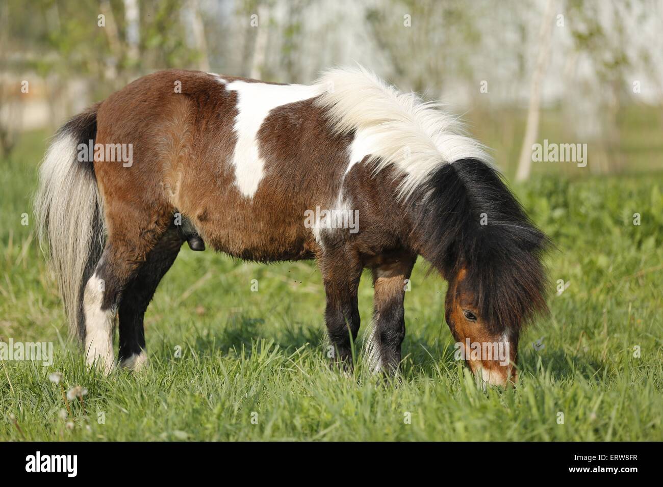 Poney Shetland on meadow Banque D'Images