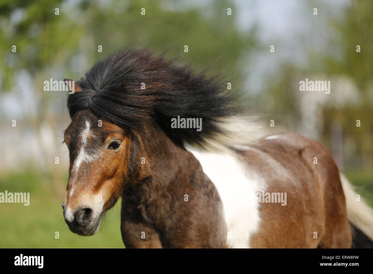 Poney Shetland Banque D'Images