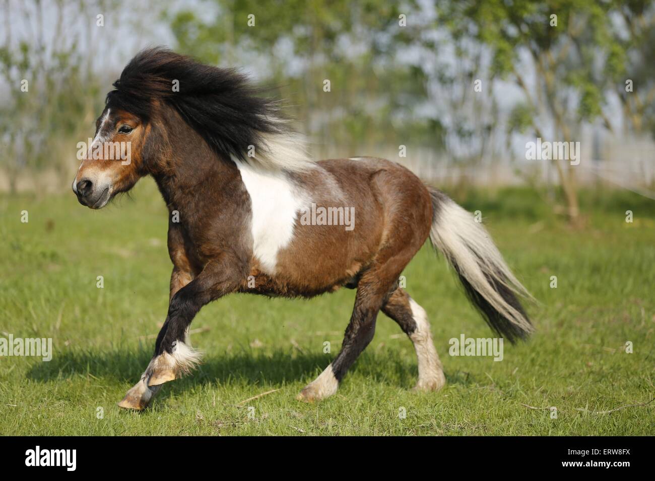 L'exécution de poney Shetland Banque D'Images