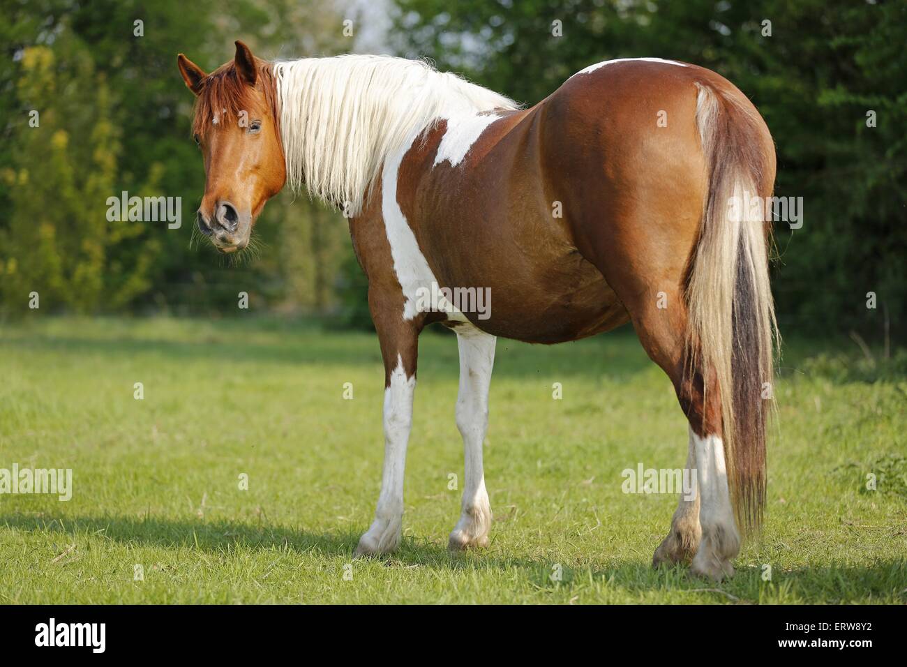 Pinto est on meadow Banque D'Images