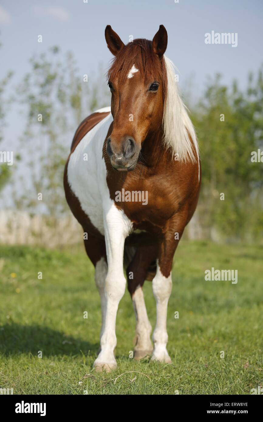 Pinto est on meadow Banque D'Images