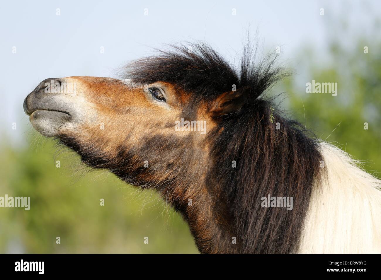 Poney Shetland Banque D'Images