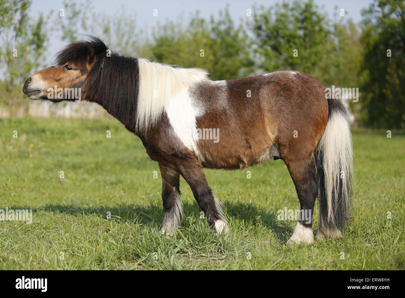 Poney Shetland on meadow Banque D'Images