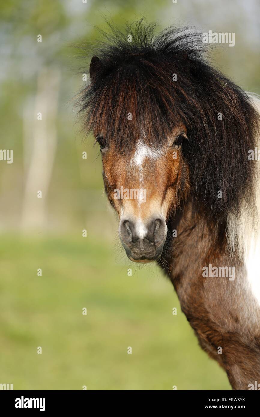 Poney Shetland Banque D'Images